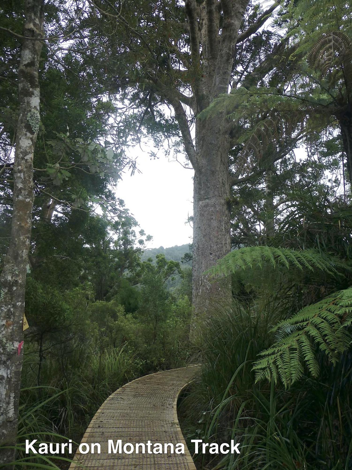 Te Henga Hideaway Villa Bethells Beach Екстериор снимка